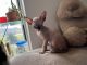 Sphynx Cats for sale in Houston, TX, USA. price: $2,400