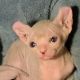 blue and white elf sphinx kittens for sale