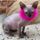 so lovely and great hairless kitten ready to go