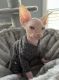Sphynx Cats for sale in South Congaree, SC, USA. price: $1,500