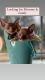 Sphynx Cats for sale in Chester, NH, USA. price: NA