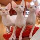 Sphynx Cats for sale in Mountain St, Atlanta, GA 30339, USA. price: $300