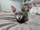 Sphynx Cats for sale in Spartanburg, SC, USA. price: $1,000