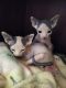 Sphynx Cats for sale in Springfield, MO, USA. price: $2,200
