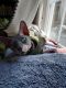 Sphynx Cats for sale in Spartanburg, SC, USA. price: $700
