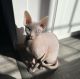 Sphynx Cats for sale in Van Nuys, Los Angeles, CA, USA. price: NA