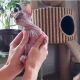 Sphynx Cats for sale in East Lyme, CT, USA. price: $900