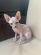 Sphynx Cats for sale in Los Angeles, CA, USA. price: $1,800