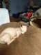 Sphynx Cats for sale in Linden, IN, USA. price: $1,800