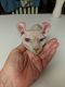 Sphynx Cats for sale in Linden, IN, USA. price: $2,500