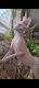 Sphynx Cats for sale in San Jose, CA, USA. price: $2,000