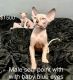 Sphynx Cats for sale in Pittsburgh, PA, USA. price: $1,400