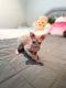 Sphynx Cats for sale in Boiling Springs, SC 29316, USA. price: $1,600