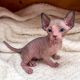 Sphynx Cats for sale in SC-544, Myrtle Beach, SC, USA. price: $300