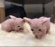 Sphynx Cats for sale in Florence, SC, USA. price: $250