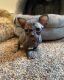 Sphynx Cats for sale in Norwich, CT, USA. price: $2,000