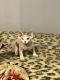 Sphynx Cats for sale in Boiling Springs, SC 29316, USA. price: $1,600