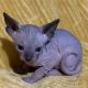 Sphynx Cats for sale in Clay County, AL, USA. price: $1,200