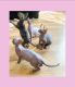 Sphynx Cats for sale in Houston, TX, USA. price: $1,800