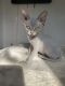 Sphynx Cats for sale in Norwich, CT, USA. price: $2,000