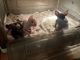 Sphynx Cats for sale in Dayton, OH, USA. price: $1,500