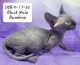 Sphynx Cats for sale in Griffin, GA, USA. price: $1,800