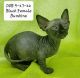 Sphynx Cats for sale in Griffin, GA, USA. price: $2,000