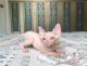 Sphynx Cats for sale in Giorgia St, Parkville, MO 64152, USA. price: $1,000
