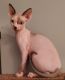 Sphynx Cats for sale in Union City, NJ 07087, USA. price: NA