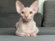 Sphynx Cats for sale in Charleston, SC, USA. price: $2,000
