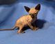 Sphynx Cats for sale in Los Angeles, CA 90032, USA. price: $1,850