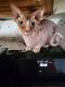 Sphynx Cats for sale in Fort Wayne, IN, USA. price: $1,100