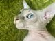 Sphynx Cats for sale in San Diego, CA, USA. price: $595