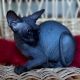 Sphynx Cats for sale in Norfolk, VA, USA. price: $600