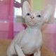 Sphynx Cats for sale in Norfolk, VA, USA. price: $600