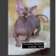 Sphynx Cats for sale in 47404 Magnolia St, Murrieta, CA 92562, USA. price: NA