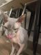 Sphynx Cats for sale in Loveland, CO, USA. price: $500