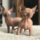 Sphynx Cats for sale in Los Angeles, CA, USA. price: $500