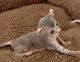 Sphynx Cats for sale in Los Angeles, CA, USA. price: $510