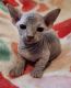 Sphynx Cats for sale in Virginia Beach, VA, USA. price: $2,400