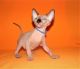 Sphynx Cats for sale in OGONTZ CAMPUS, PA 19001, USA. price: $1,800