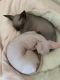Sphynx Cats for sale in Sumter, SC, USA. price: $3,500
