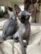 Sphynx Cats for sale in Whittier, CA 90602, USA. price: $1,500