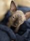 Sphynx Cats for sale in Palmdale, CA, USA. price: $2,000