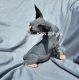 Sphynx Cats for sale in Kendallville, IN 46755, USA. price: $2,300