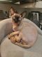 Sphynx Cats for sale in Charlotte, NC, USA. price: $800