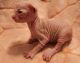 Sphynx Cats for sale in Virginia Beach, VA, USA. price: $1,600