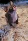Sphynx Cats for sale in Denver, CO, USA. price: $1,500