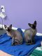 Sphynx Cats for sale in Mt Pleasant Mills, PA 17853, USA. price: NA