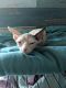 Sphynx Cats for sale in Linden, IN, USA. price: NA